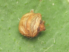Vilpianus galii