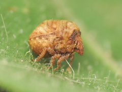 Vilpianus galii