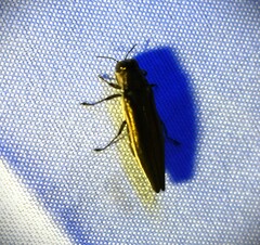 Agrilus macer
