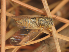 Cicadetta mediterranea