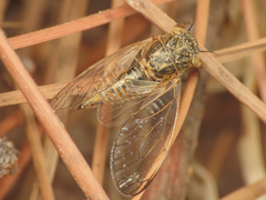 Cicadetta mediterranea