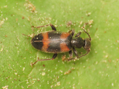Anthicidae