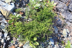 Vicia japonica