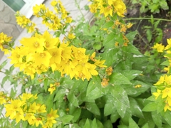 Lysimachia punctata