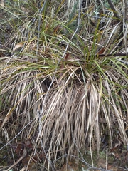 Lomandra densiflora
