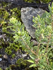 Agathosma robusta