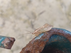 Nemotaulius punctatolineatus