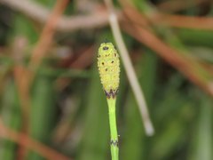 Equisetum ramosissimum