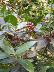 Rhamnus alaternus