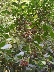 Rhamnus alaternus