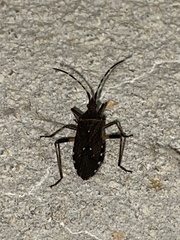 Dicranocephalus agilis