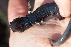 Aneides flavipunctatus