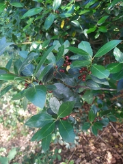 Rhamnus alaternus