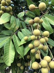 Sapindus mukorossi
