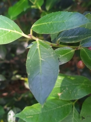 Rhamnus alaternus