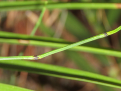 Equisetum ramosissimum
