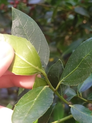 Rhamnus alaternus