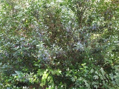 Rhamnus alaternus