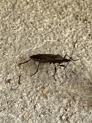 Dicranocephalus agilis