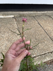 Trifolium rubens