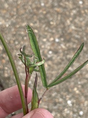 Trifolium rubens