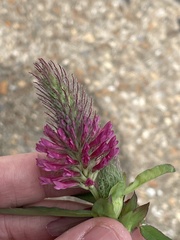 Trifolium rubens