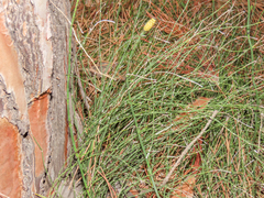 Equisetum ramosissimum