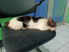 Felis catus