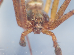 Philodromus aureolus