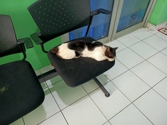 Felis catus