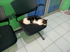 Felis catus