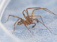 Philodromus aureolus