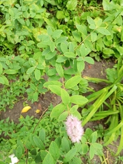 Spiraea salicifolia