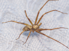 Philodromus aureolus