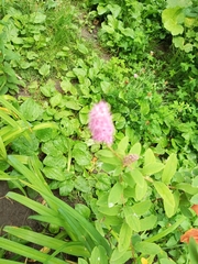 Spiraea salicifolia