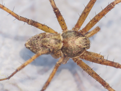 Philodromus aureolus