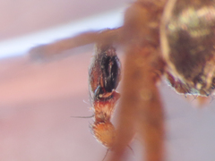 Philodromus aureolus