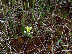 Platanthera blephariglottis