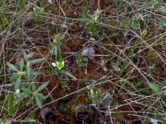 Platanthera blephariglottis