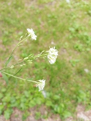 Berteroa incana