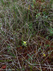 Platanthera blephariglottis