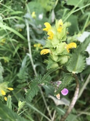 Rhinanthus minor