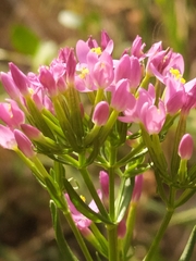 Centaurium erythraea