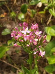 Centaurium erythraea