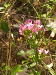 Centaurium erythraea