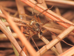 Philodromus aureolus