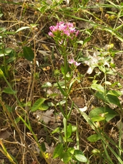 Centaurium erythraea