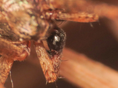 Philodromus aureolus