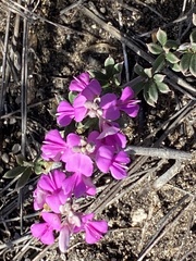 Indigofera sp11