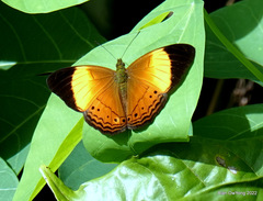 Cirrochroa orissa